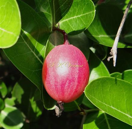  Fruit